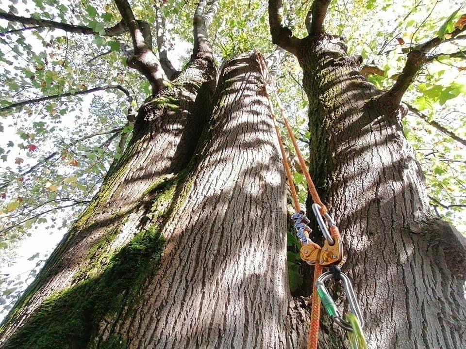 tailler un arbre Modul'Arbre